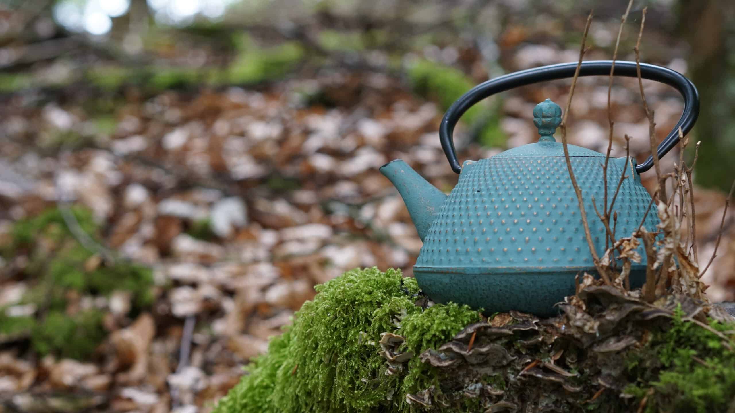 Kräutertee im Wald