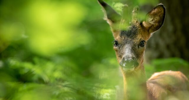 Zum Schutz der Wälder & Ihrer Bewohner